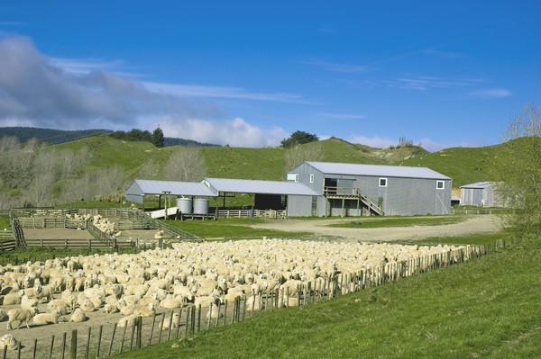 Woolshed and sheep